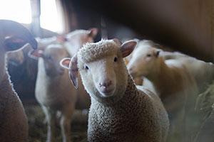 A sheep in a barn which could be part of AgriWebb's new sheep breeding programme