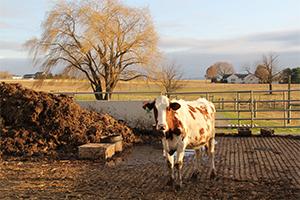 cow manure Green Crypto