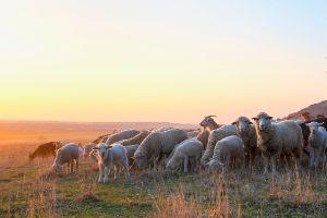livestock of sheep in a farm field