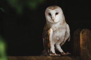 farm barn owl