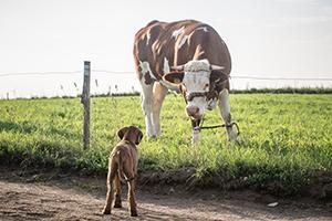 livestock threatened by dogs off the lead