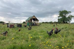 Chickens
