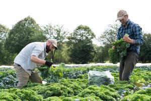 Harvest