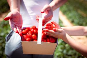 A punnet of strawberries being picked at a farm